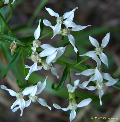 {Sericocarpus linifolius}